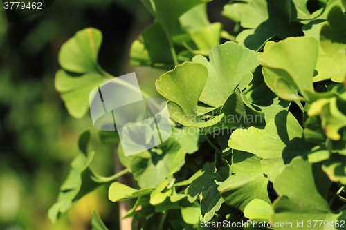 Image of ginkgo plant background\r\n