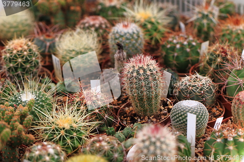 Image of cactuses plants background