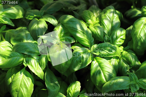 Image of basil plant background