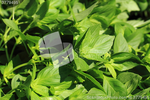 Image of basil plant background