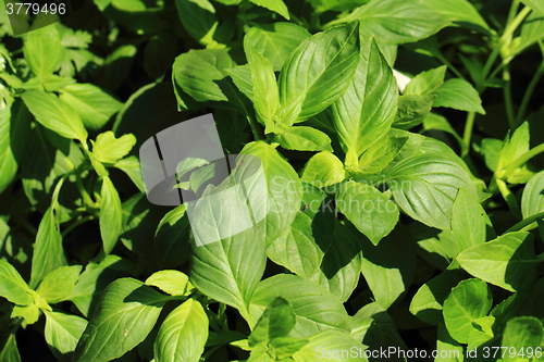 Image of basil plant background