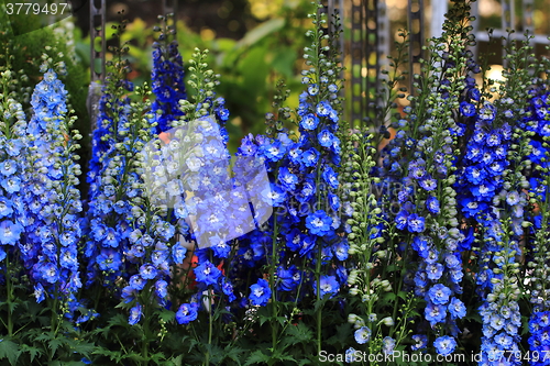 Image of blue delphinium flower