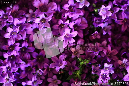 Image of blue bell-flowers background