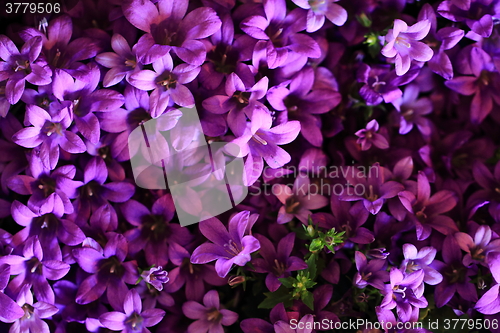 Image of blue bell-flowers background