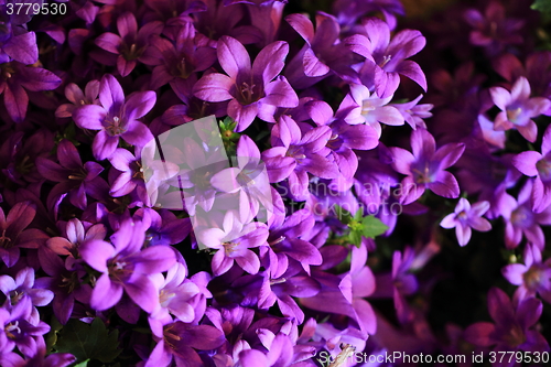 Image of blue bell-flowers background