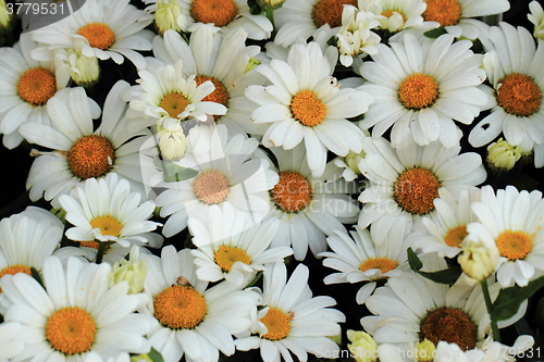 Image of white marguerite flower background