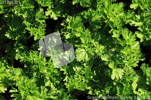 Image of parsley leaves background