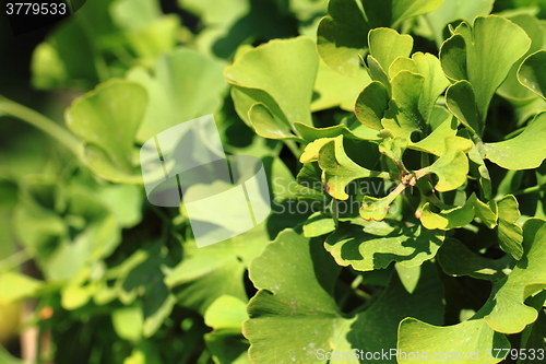 Image of ginkgo plant background\r\n