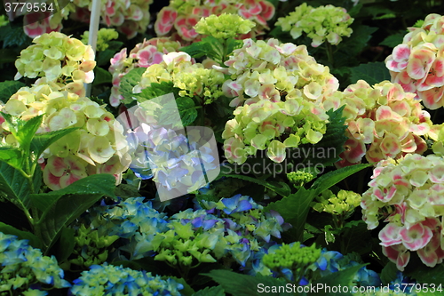 Image of hortensia flowers background