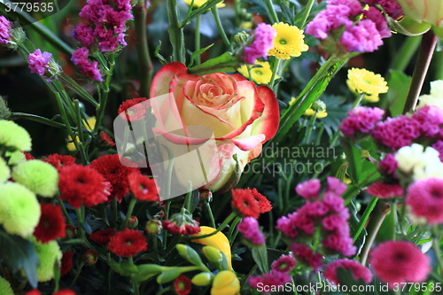 Image of color flowers background