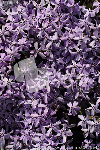 Image of violet flowers background