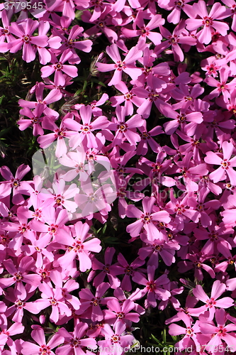 Image of violet flowers background