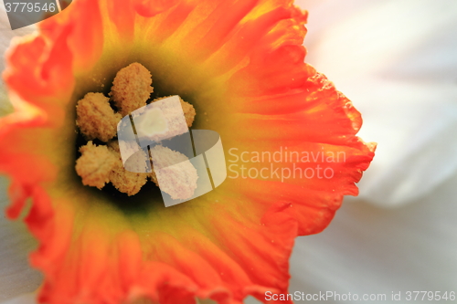 Image of detail of narcissus flower 