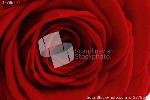 Image of red rose flower
