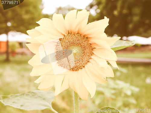 Image of Retro looking Sunflower flower