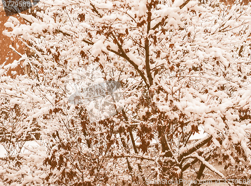 Image of Retro looking Red maple tree