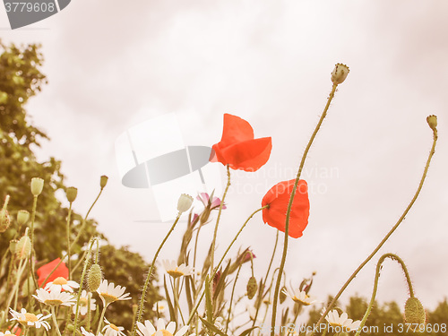 Image of Retro looking Papaver flower