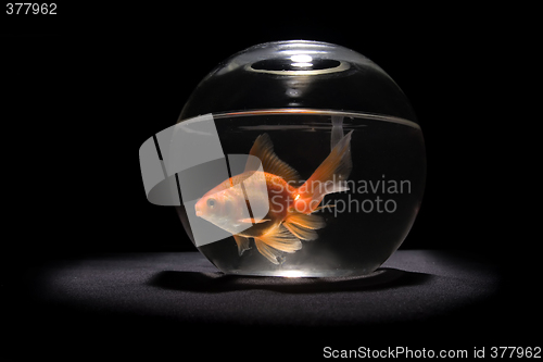 Image of gold fish