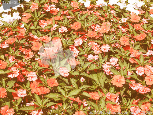 Image of Retro looking Impatiens New Guinea flower