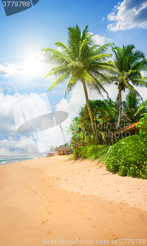 Image of Beach and palms
