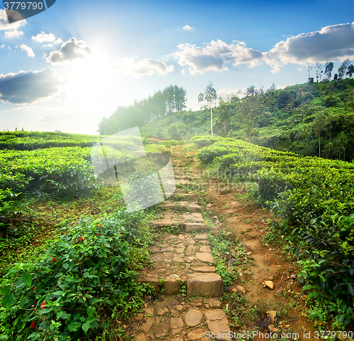 Image of Staircase in tea field