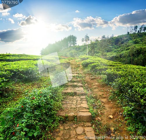 Image of Staircase in tea field