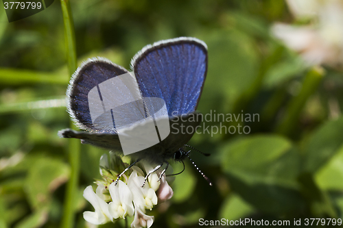 Image of blue butterfly