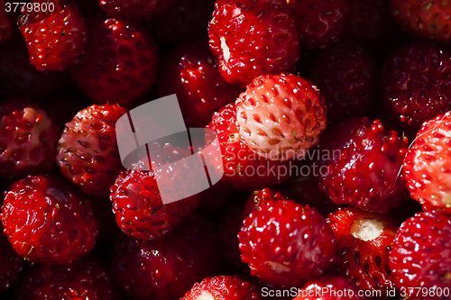 Image of wild strawberries