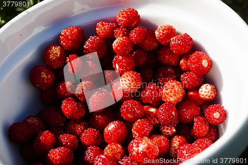 Image of wild strawberries
