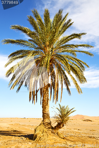 Image of palm in the  desert oasi  