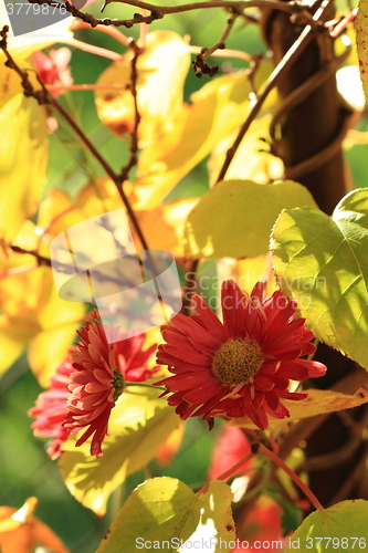 Image of red autumn flowers