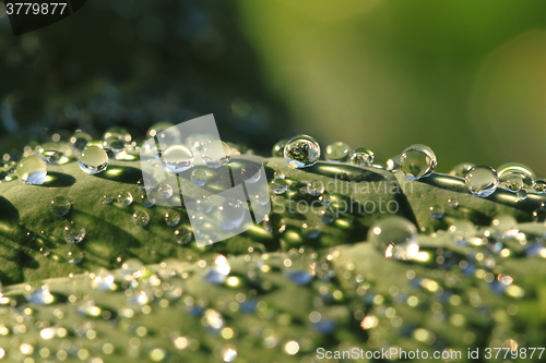 Image of water drops leaf background