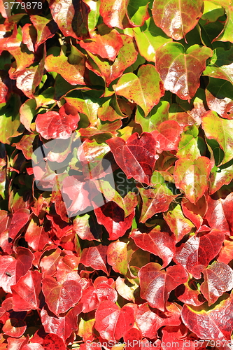 Image of autumn leaves background