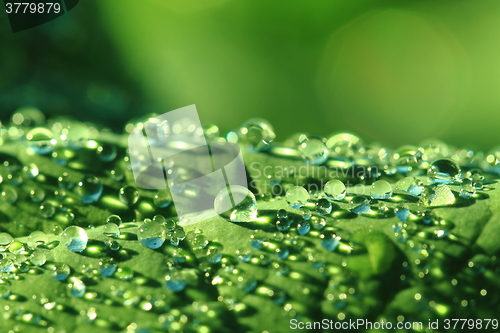 Image of water drops leaf background