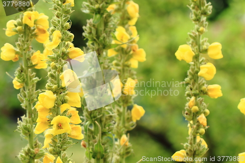 Image of mullein flower background