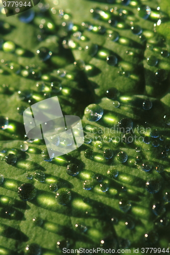 Image of water drops leaf background