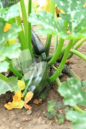 Image of zucchini plant from small farm