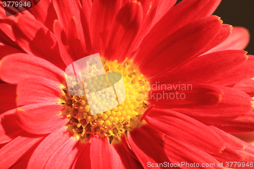 Image of red autumn flowers