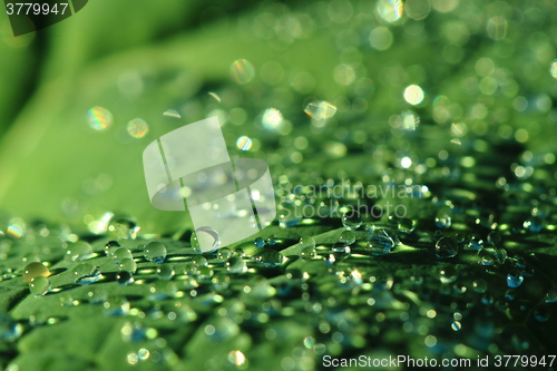 Image of water drops leaf background