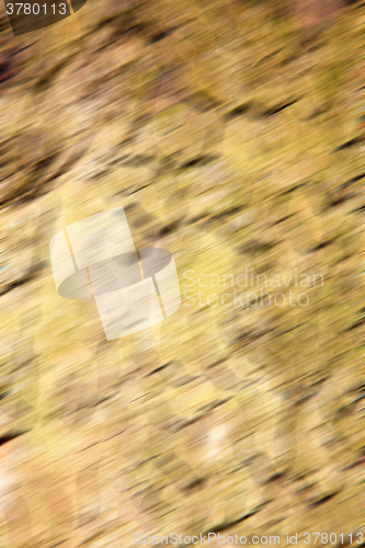 Image of in england london old bark and abstract wood texture