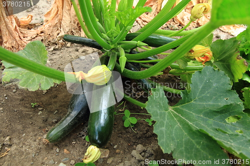Image of zucchini plant from small farm
