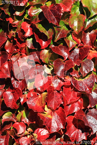 Image of autumn leaves background