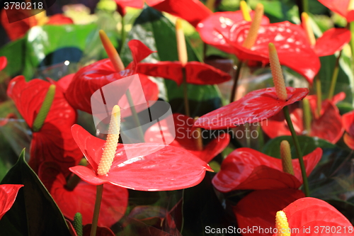 Image of Flamingo lilies red