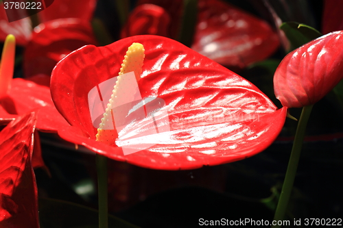 Image of Flamingo lilies red
