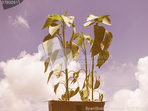 Image of Retro looking Plug pepper plant