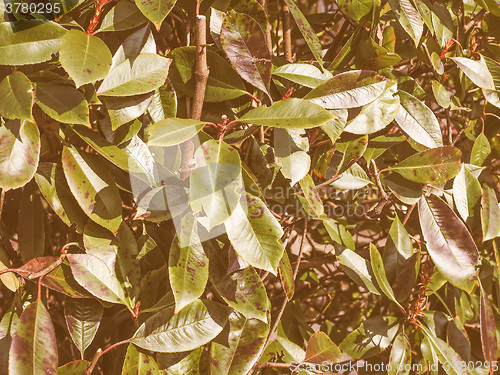 Image of Retro looking Green foliage