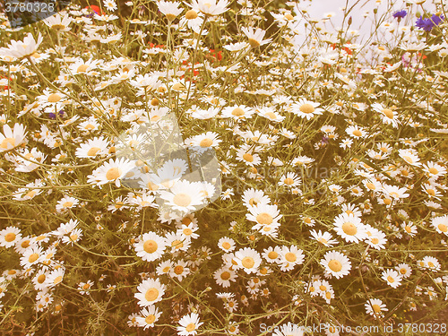 Image of Retro looking Camomile flower