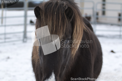 Image of Brown Horse