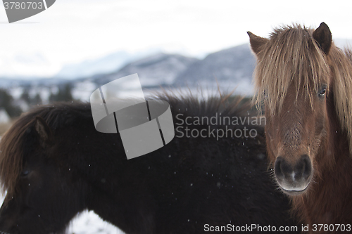 Image of Brown Horses