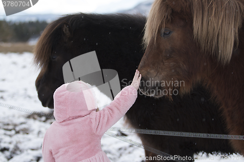 Image of Brown Horses